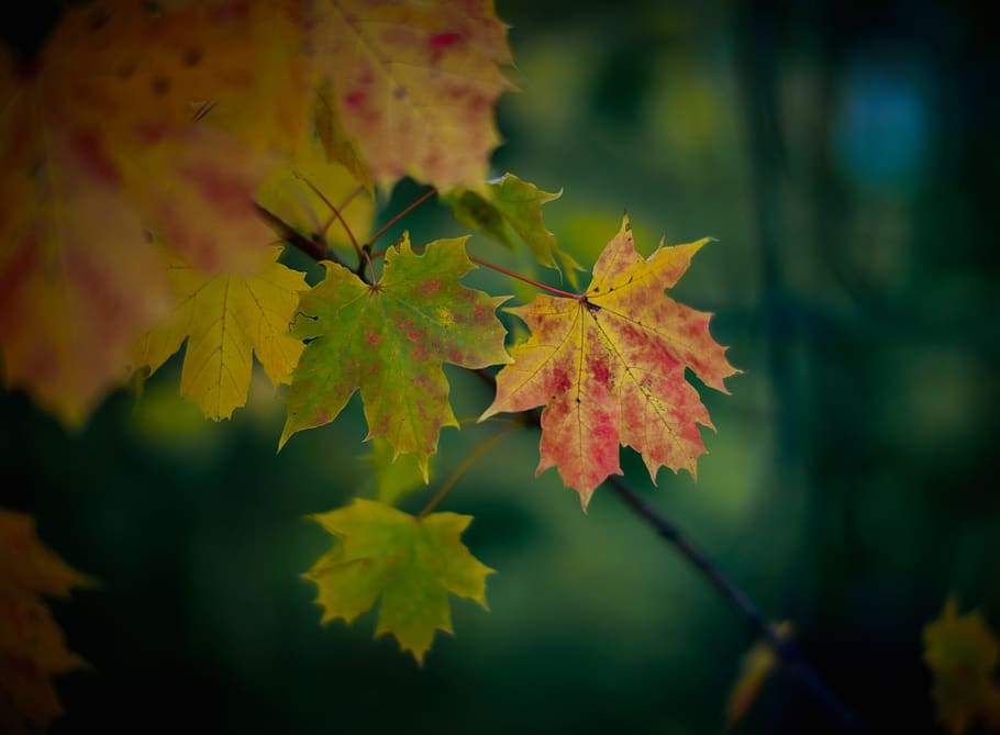 orange leaves, autumn, plant part, leaf, change, close-up, beauty in nature HD wallpaper