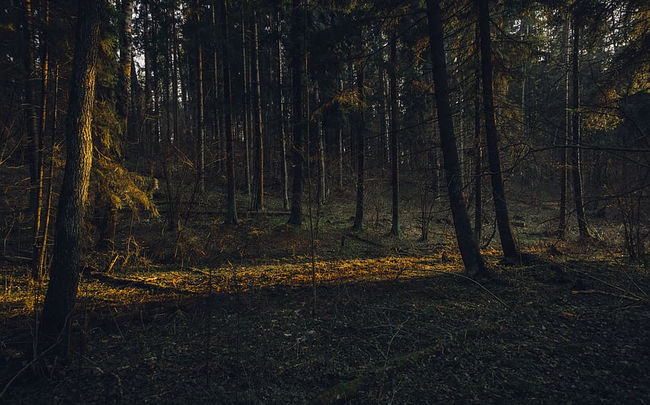 Landscape Photography of Forest, branches, dark green, daylight HD wallpaper