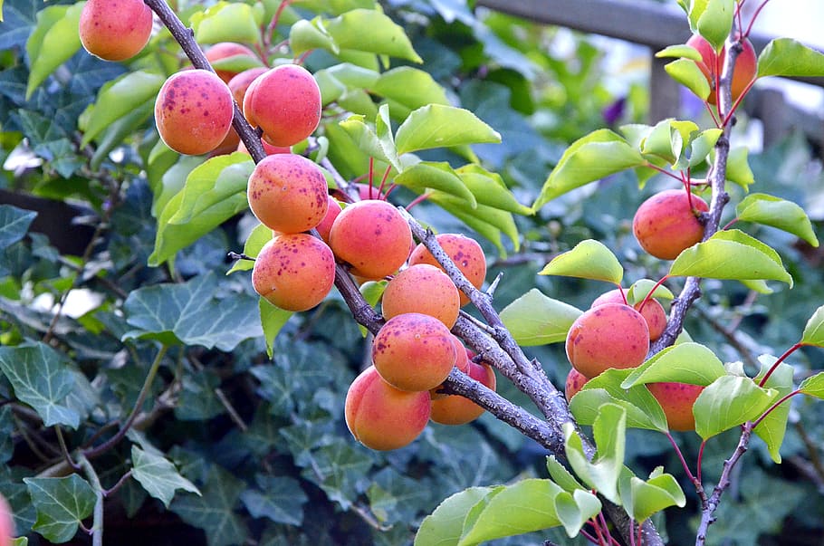 apricots, garden, tree, fruit, healthy, vitamins, delicious HD wallpaper