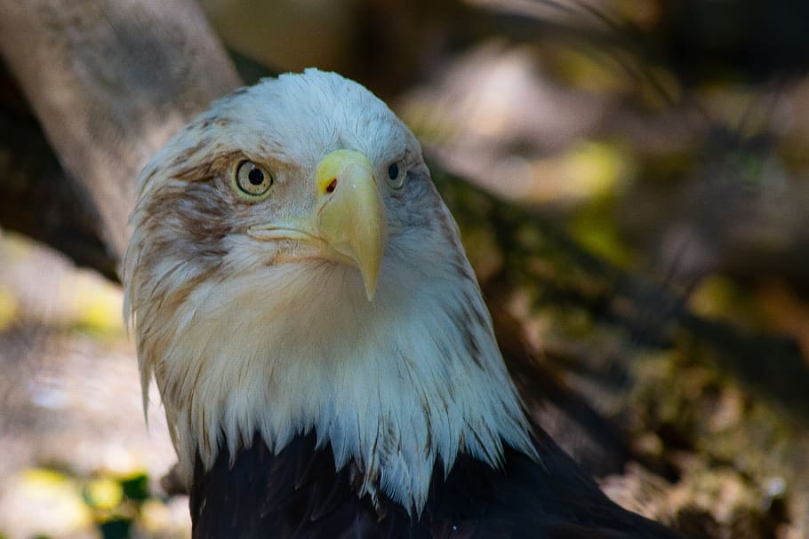 Photo of White and Black Eagle, animal, bald, bald eagle, blurred background HD wallpaper
