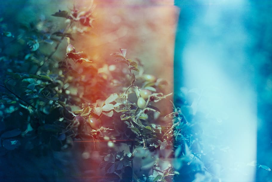 graphics, art, pattern, floral design, ornament, plant, fractal HD wallpaper