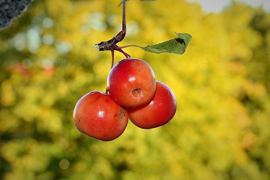 paradise apples, fruit, branch, food and drink, healthy eating HD wallpaper