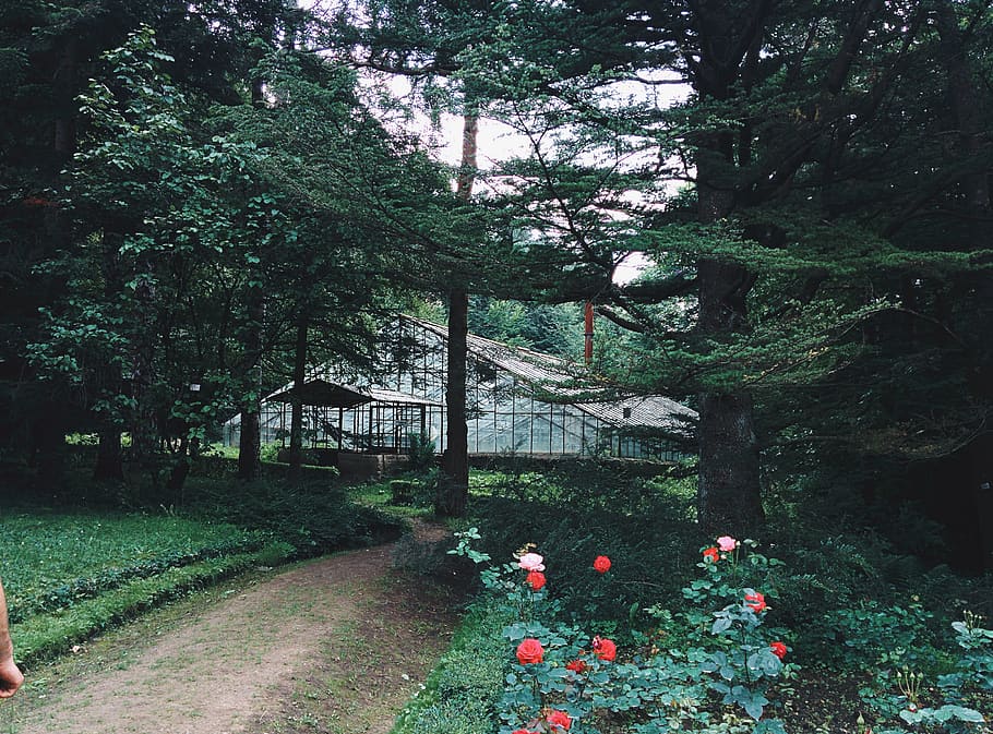 pathway between garden, plant, tree, flowering plant, growth HD wallpaper
