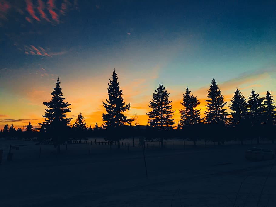 canada, lloydminster, snow, sky, city, trees, tranquility, tranquil scene HD wallpaper