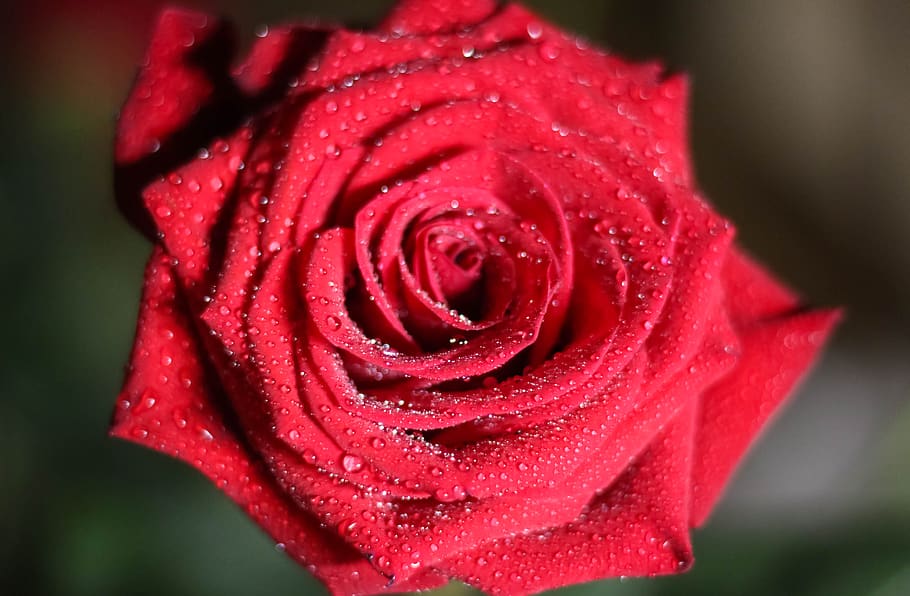 flowers, bloom, flora, spring, beauty, roses, nature, petals HD wallpaper