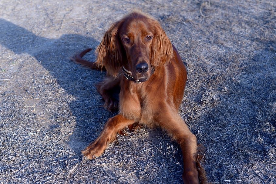 dog, irish setter, dogs, red, canine, one animal, pets, domestic, HD wallpaper