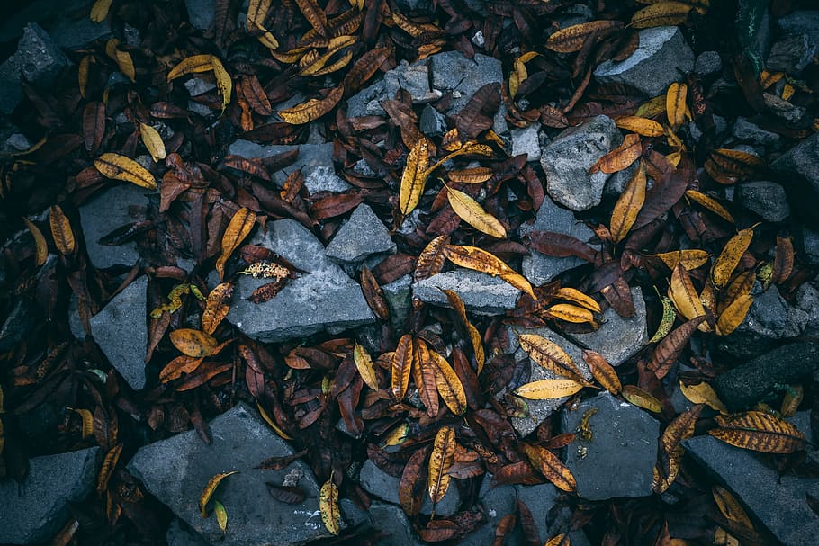 Leaves rock. Lake with leaves on the Rocks. Rock with leaves on Top. Gray Stone with Orange.