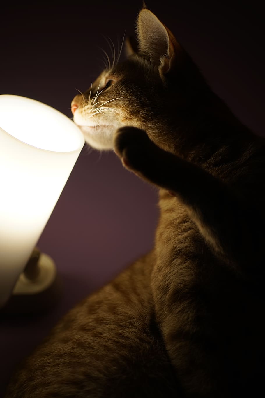 cat, light, mammal, one animal, animal themes, domestic cat HD wallpaper