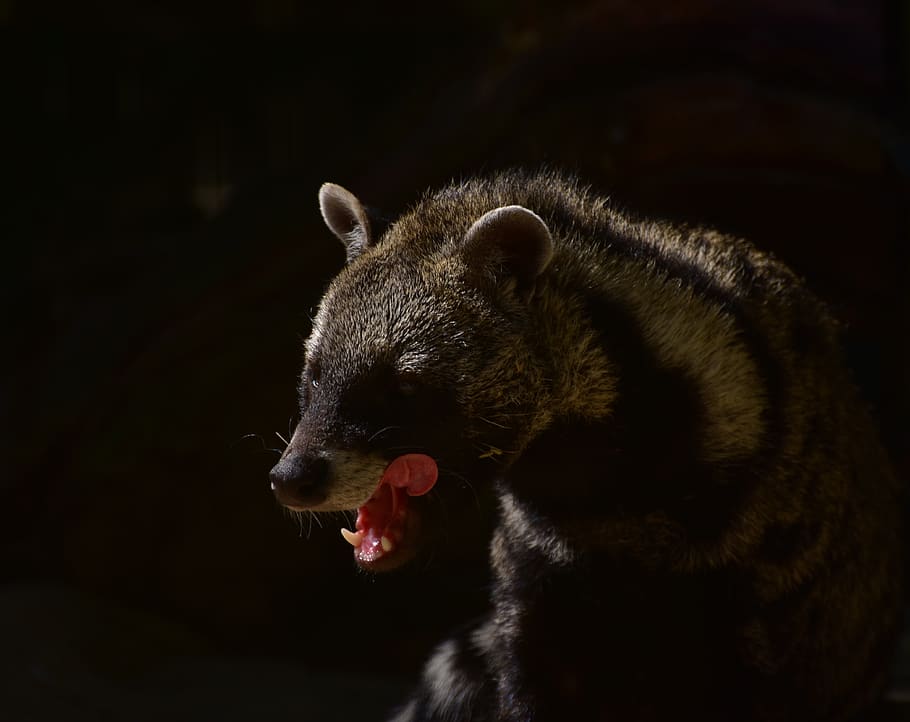 civets, predator, forest, hair, shadow, carnivores, dangerous HD wallpaper