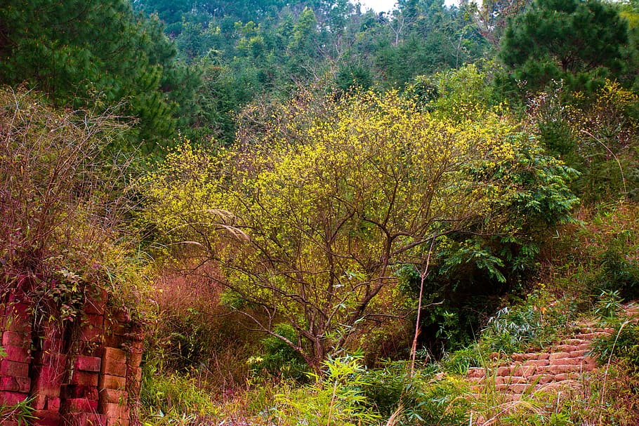 plant, tree, growth, beauty in nature, land, tranquility, forest HD wallpaper