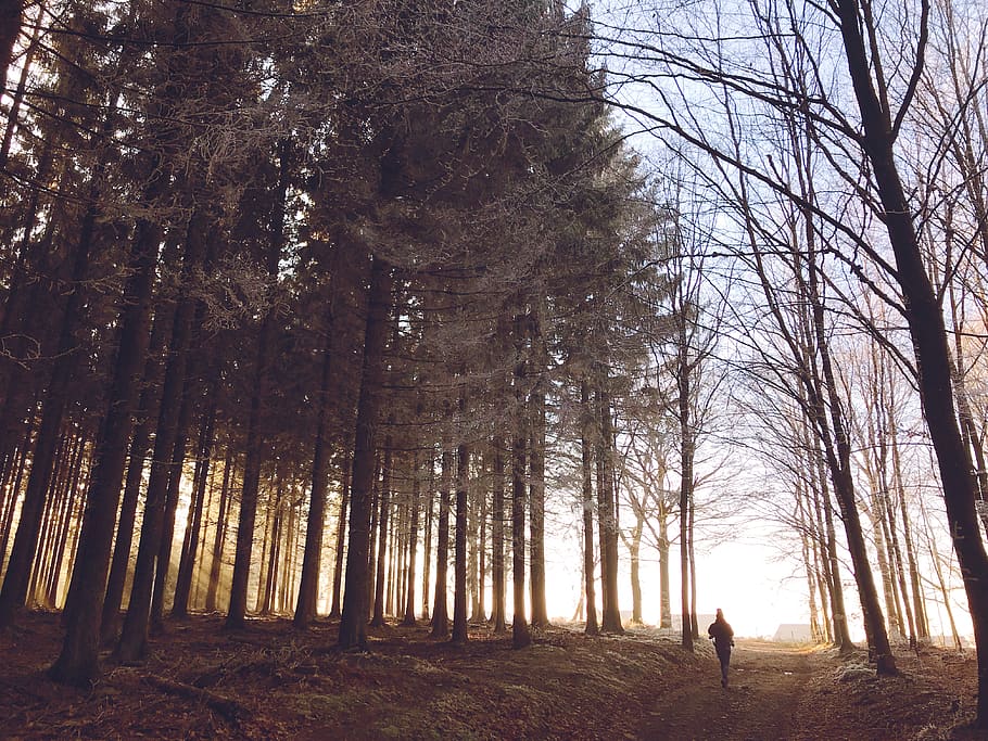 person walking on forest, vegetation, plant, tree, nature, outdoors HD wallpaper