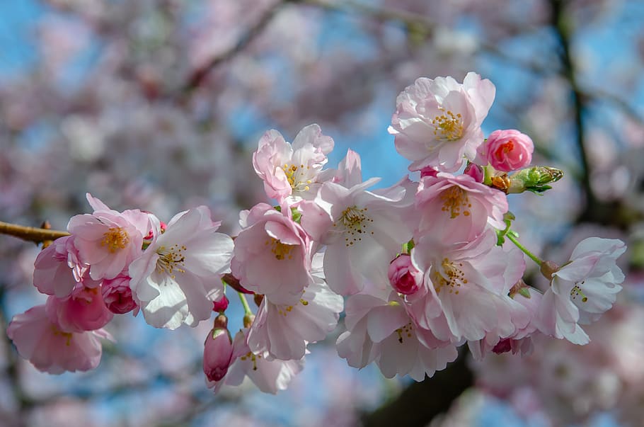 tree, flower, spring, cherry, japanese, pink, nature, color HD wallpaper