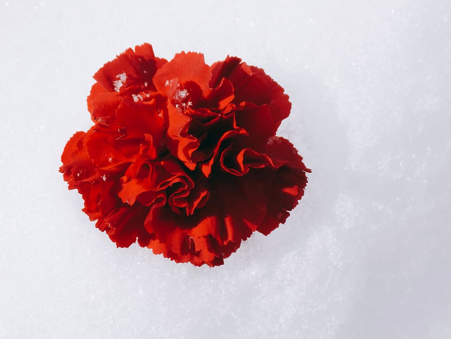 flowering plant, beauty in nature, fragility, vulnerability HD wallpaper