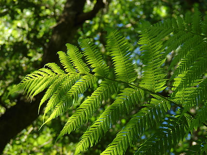 green-fern leaf, plant, pattern, fractal, vegetation, veins, bush HD wallpaper