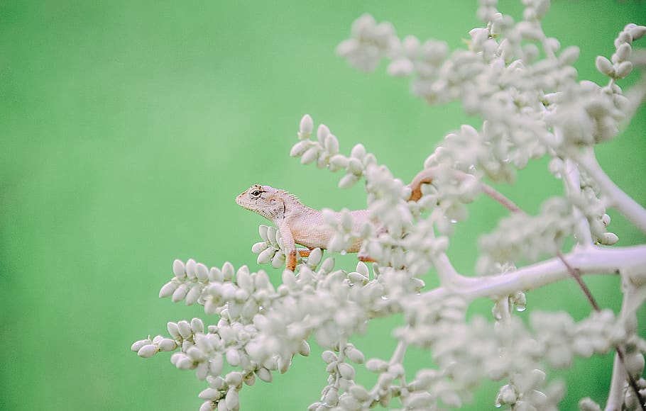 White Lizard On Plant, animal, little, tree, wildlife, animal themes HD wallpaper