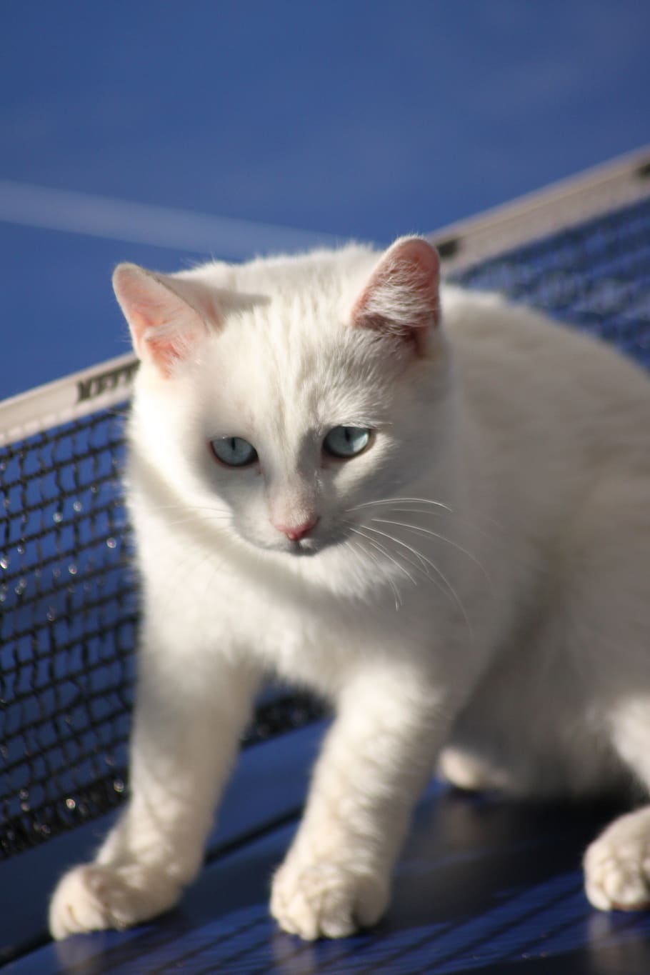 cat, white, kitten, pet, cute, fur, domestic cat, young, close up HD wallpaper