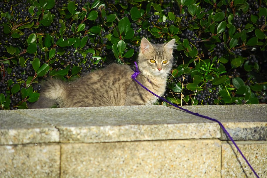 cat, leash, pet, walk, domestic cat, pets, feline, domestic animals HD wallpaper
