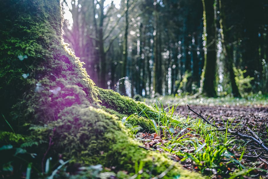 vegetation, plant, forest, nature, tree, land, woodland, outdoors HD wallpaper