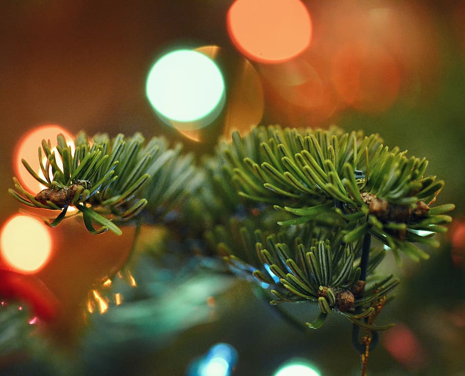 december, yellow, green, depth, blur, soft, macro, needle, spruce HD wallpaper