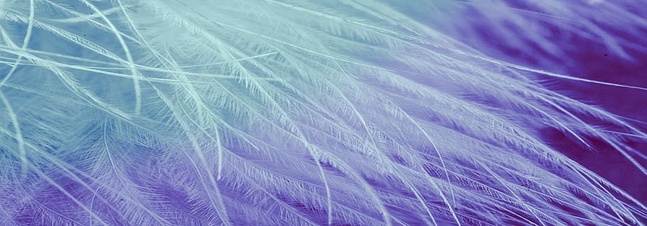 feathers, ave, wings, white, supply, background, softness, full frame HD wallpaper