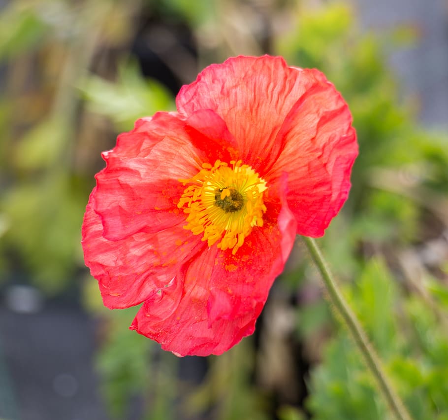 flower, red, blossom, bloom, nature, red flower, close up, red flowers HD wallpaper