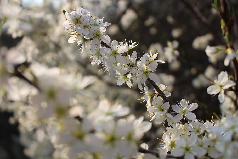 flora, nature, spring, flowers, nice weather, pollen, the bees HD wallpaper