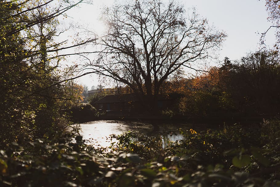 trees, lake, forest, river, nature, autumn, autumnal, landscape HD wallpaper