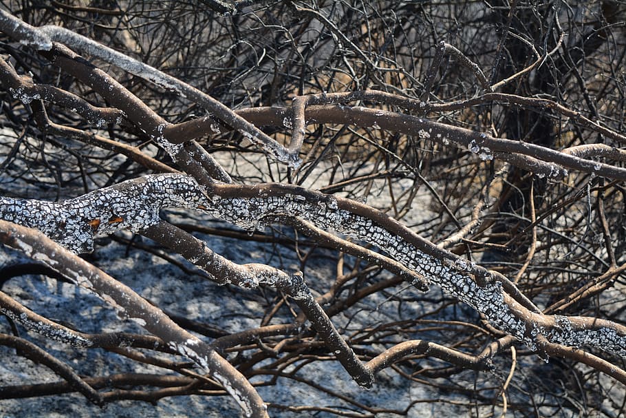 tree, forest, burnt trees, reptile, branch, animal wildlife HD wallpaper