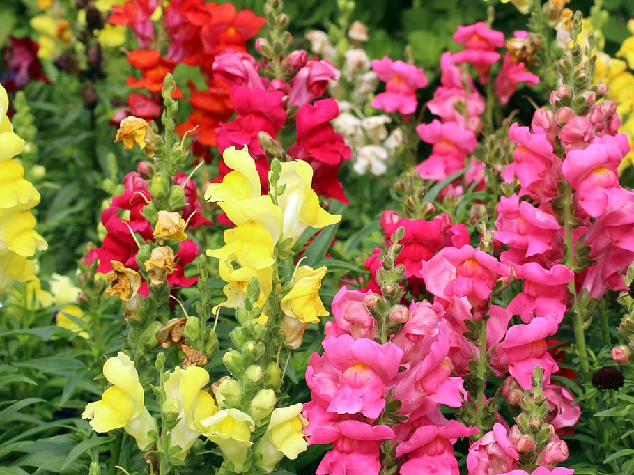 flowers, colorful, snapdragons, summer, nature, garden, flowering plant, HD wallpaper
