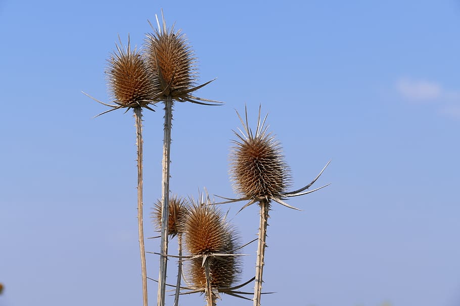 thistle, sky, blue, nature, no people, plant, beauty in nature HD wallpaper