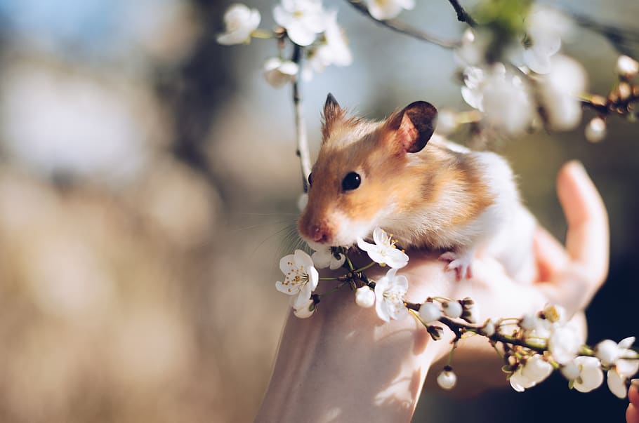Hamster, animal, bloom, blossom, cute, flowers, little, petals, HD wallpaper
