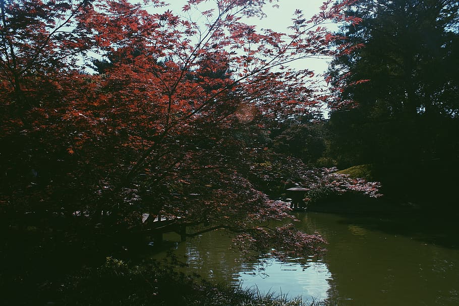 forest, lake, garden, tree, plant, water, autumn, beauty in nature HD wallpaper