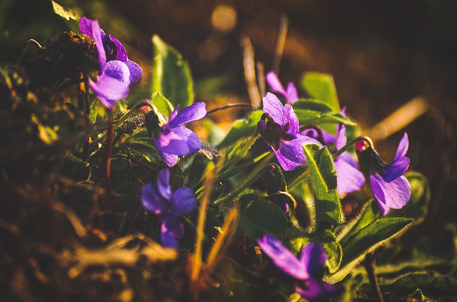 violet, purple, spring, nature, violet plant, blossom, bloom HD wallpaper