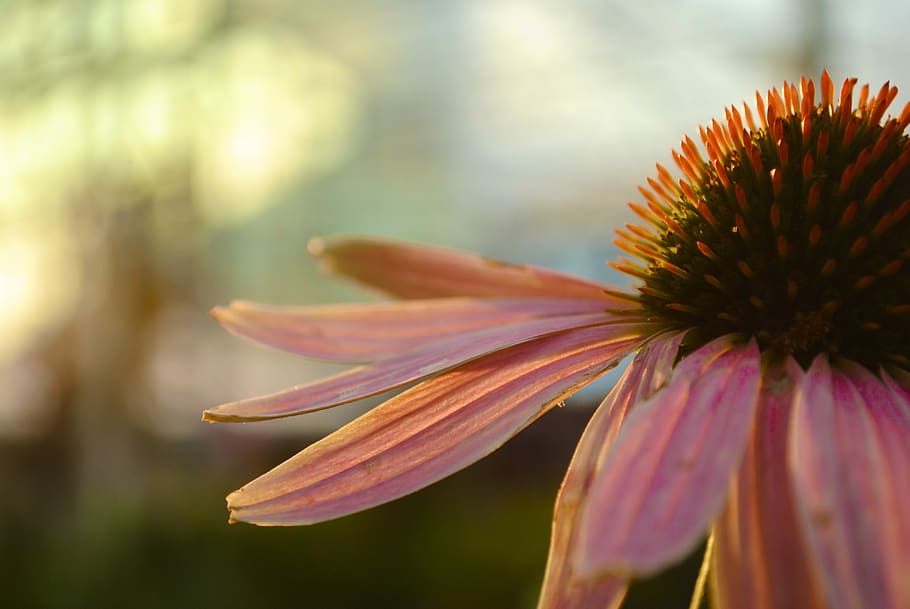flower, summer, spring, nature, plant, flowering plant, fragility HD wallpaper