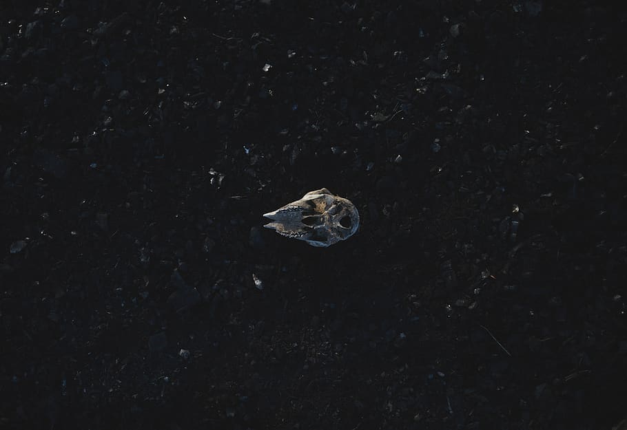 A skull on the ground., new, stock, cool, beautiful, high resolution HD wallpaper