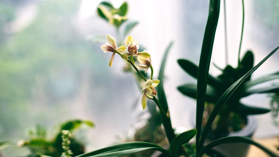 plant, flower, growth, flowering plant, leaf, plant part, nature HD wallpaper