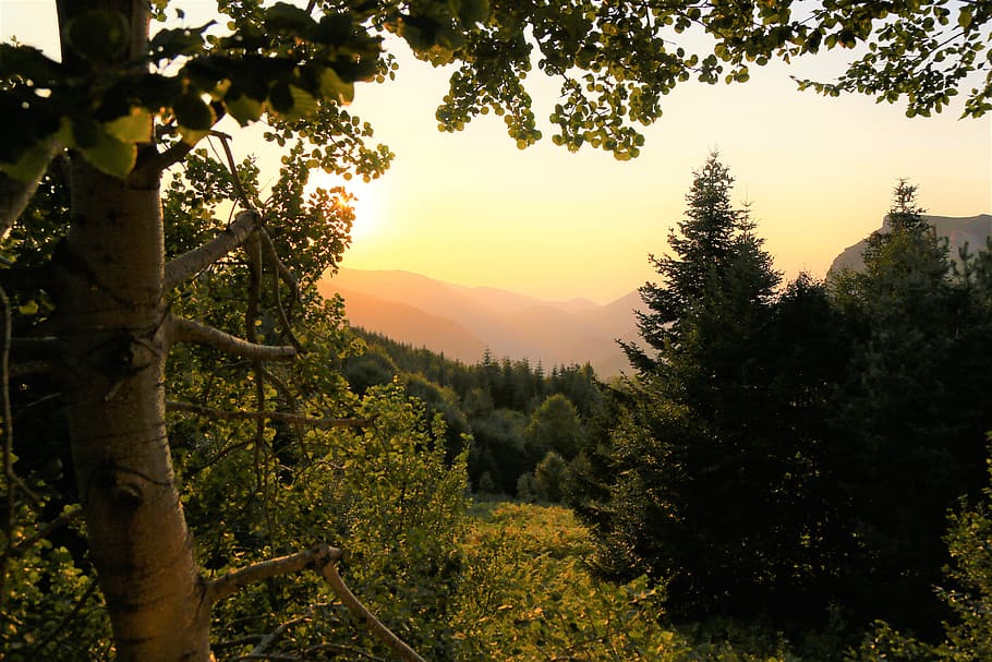 Green Forest during Golden Hour, daylight, environment, growth HD wallpaper