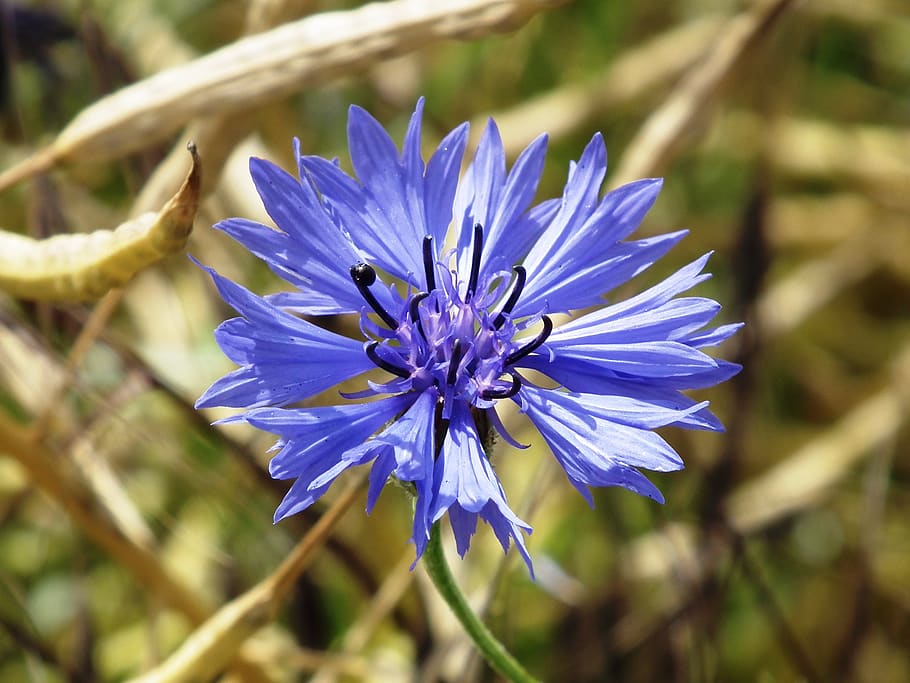 cornflower, blue, blossom, bloom, summer, blossomed, flowering plant HD wallpaper