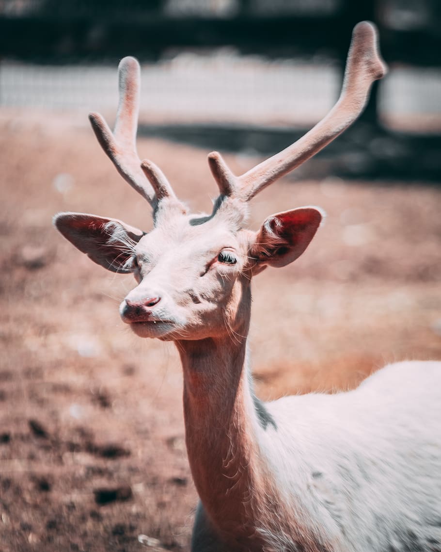 deer, animal, goat, animal wildlife, animal themes, animals in the wild HD wallpaper