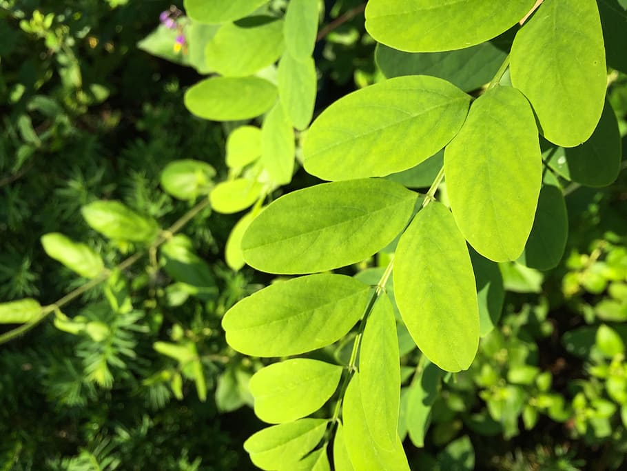Leaves, Macro, Nature, bush, garden, green, shadows, plant part HD wallpaper