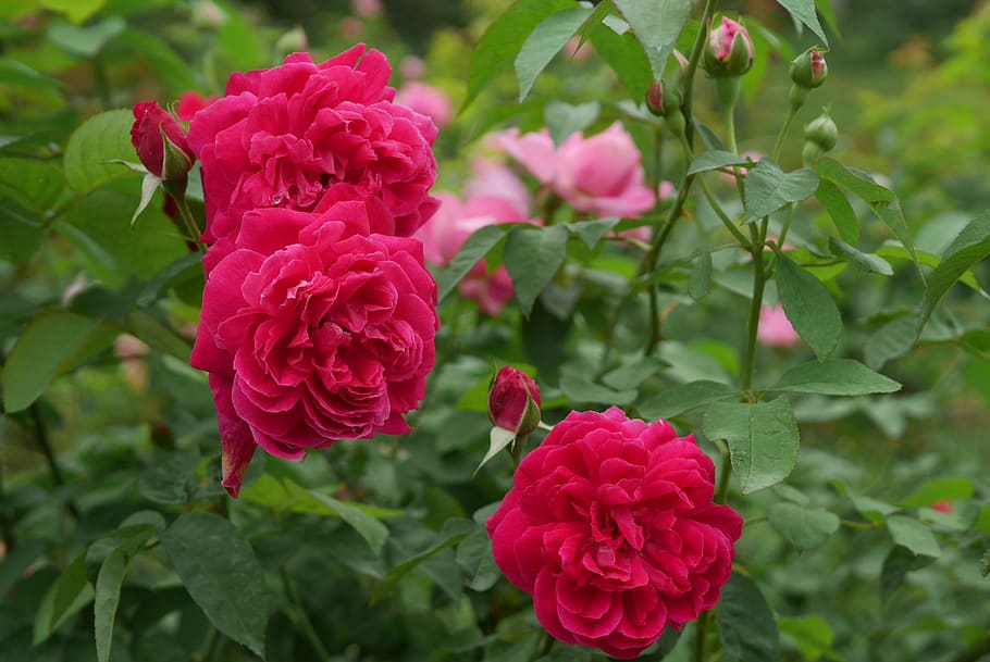 rose, red, blossom, bloom, roses, garden, petal, flowers, flowering plant HD wallpaper