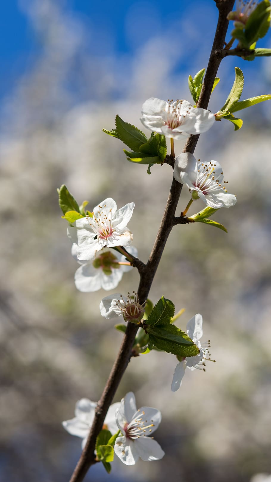 nature, flowers, cherry, spring, may, april, white, bloom, inflorescence HD wallpaper