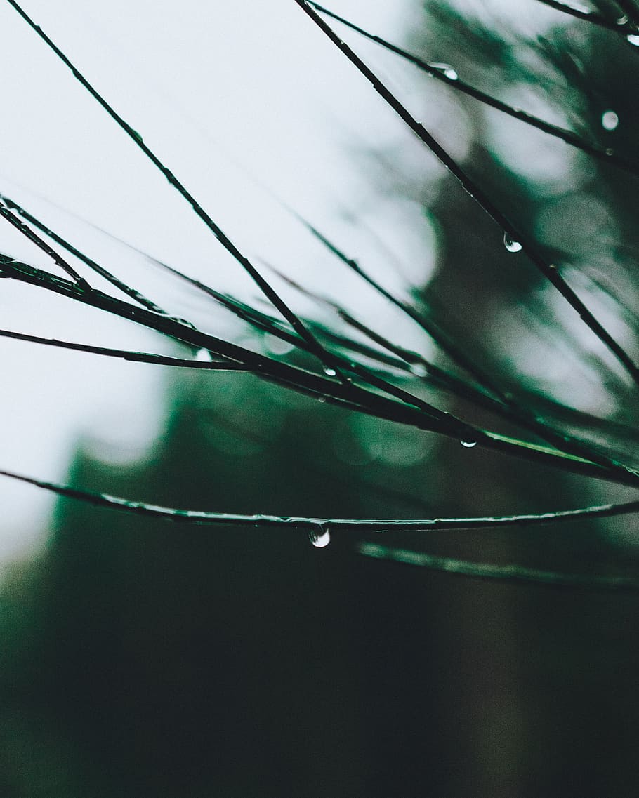 Selective Focus of Stem, dew, drop, droplets, drops, insubstantial HD wallpaper