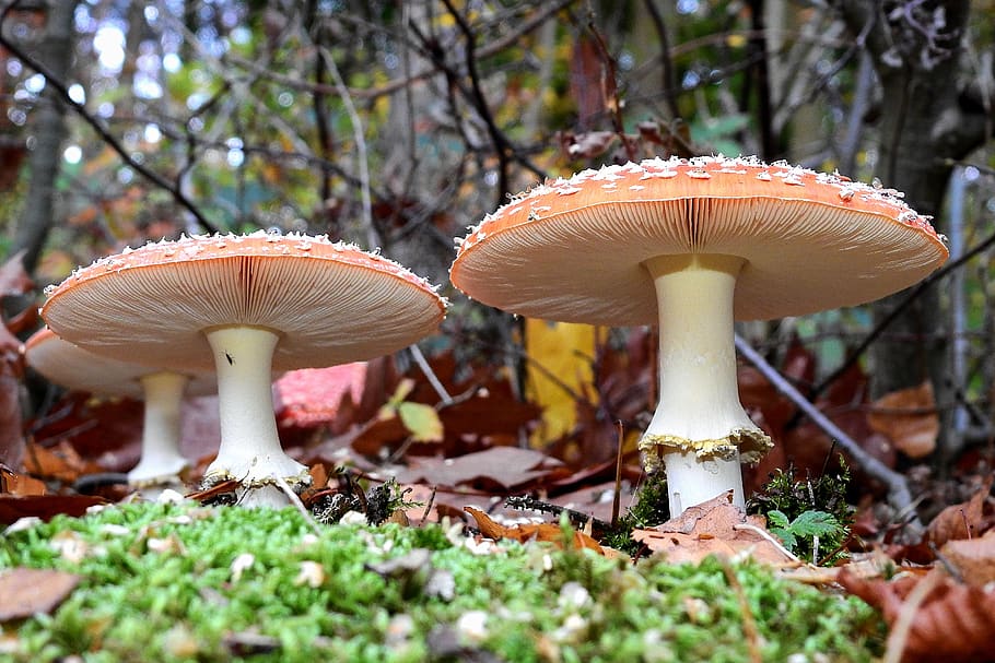 toadstools, mushrooms, forest, nature, poison, spotted, fungus HD wallpaper