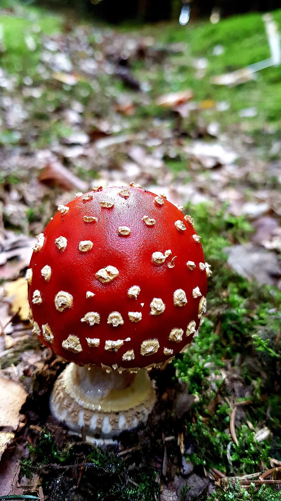 fly agaric, toxic, moss, forest, leaves, autumn, mushroom, fungus HD wallpaper