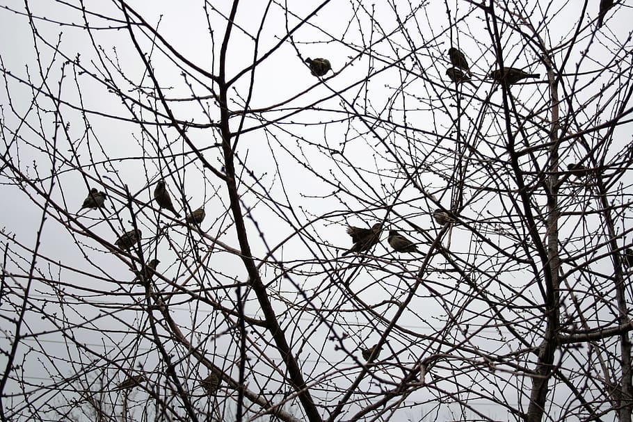 bird, branch, sky, wedding, silhouette, animal, wildlife, tree HD wallpaper