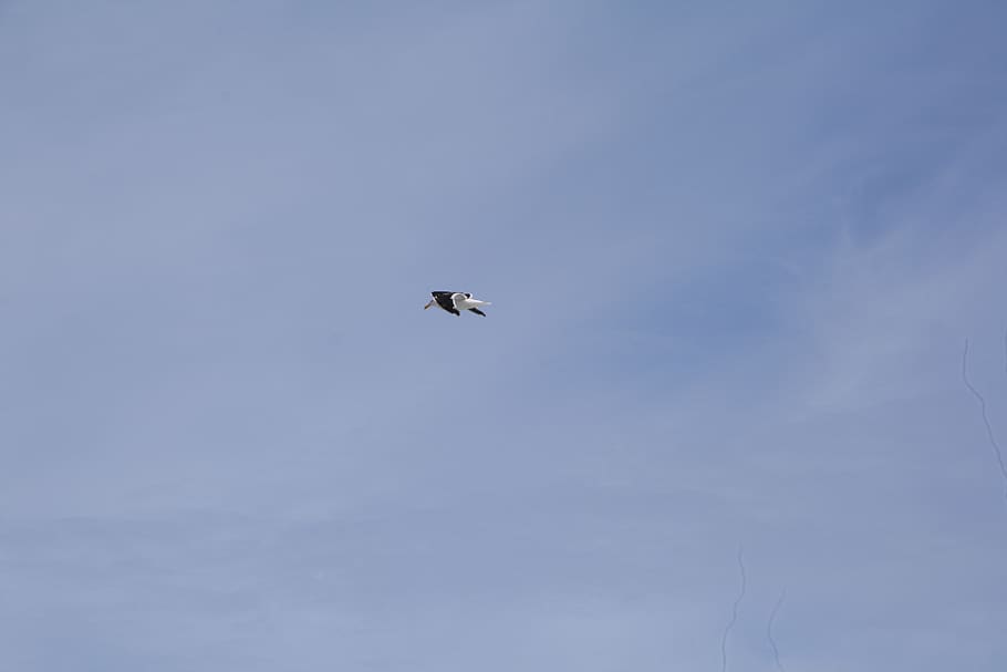 bird, lost, sky, animals, nature, low angle view, flying, mid-air HD wallpaper