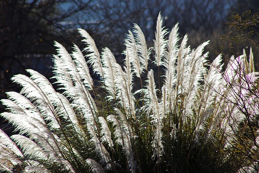 grasses, sunlight, backlighting, plants, leaves, nature, growth HD wallpaper