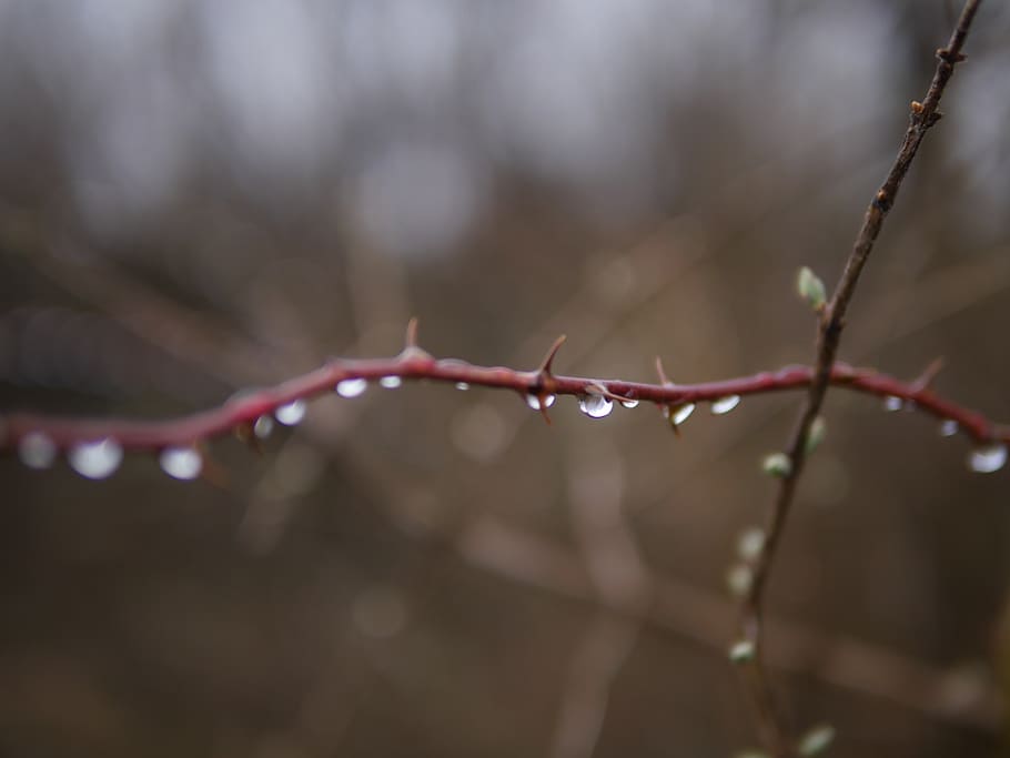 macro, drip, dew, thorns, water, drop of water, nature, close up HD wallpaper