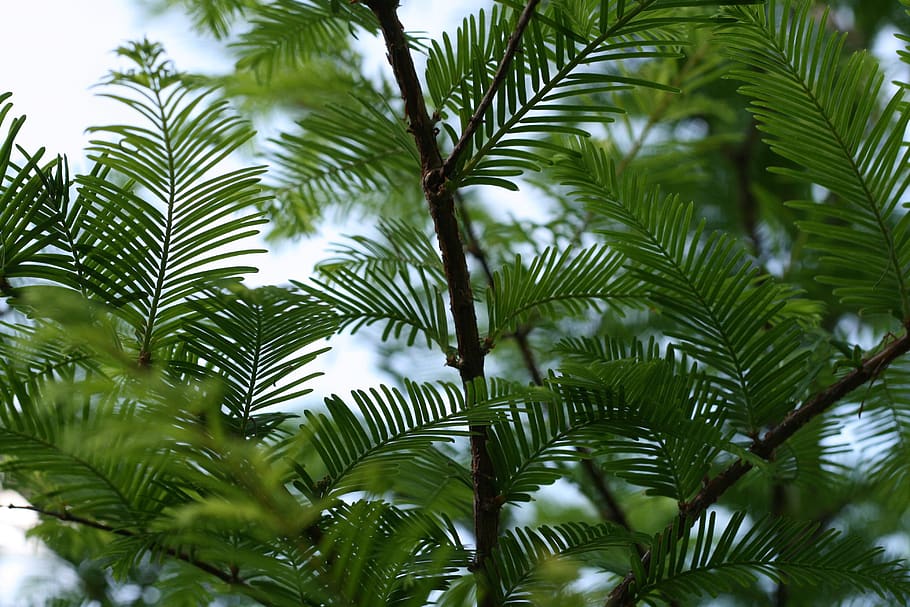 trees, forest, tropical, pine, branch, texture, summer, spring HD wallpaper